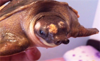 今日解答，猪鼻龟烂甲能自愈吗？