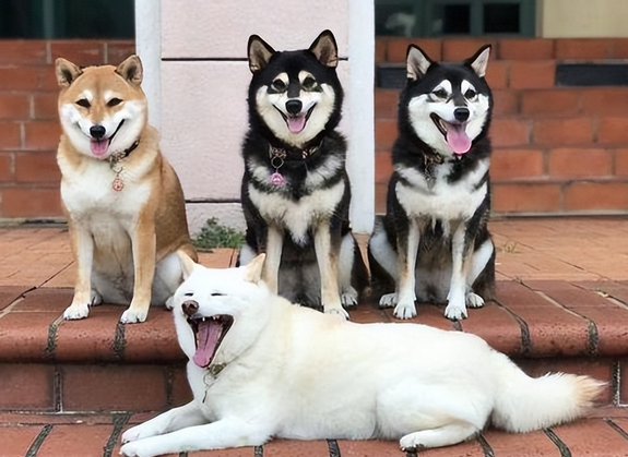 狗狗发情，母狗会怎么选择自己的交配对象？