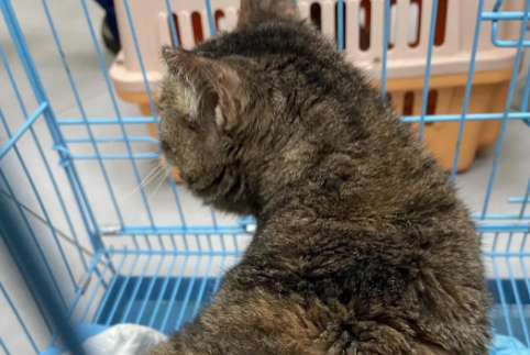 猫身上有凸起的小肉粒，它是怎么了？