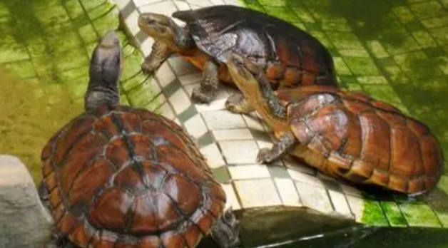 龟龟饲养知识点：石金钱龟喂养方法