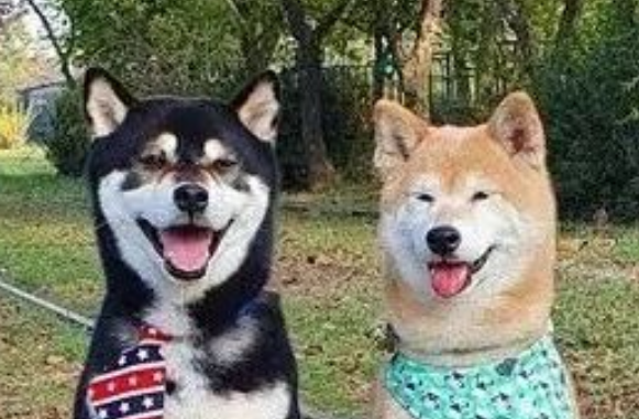 13岁柴犬失智后，连走路都忘了，却依然记得接妈妈回家…