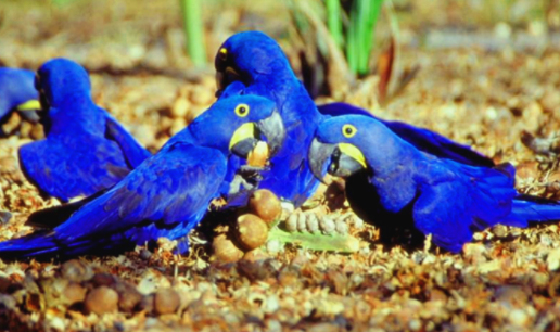 一文带你了解，紫蓝金刚鹦鹉怎么分辨公母？
