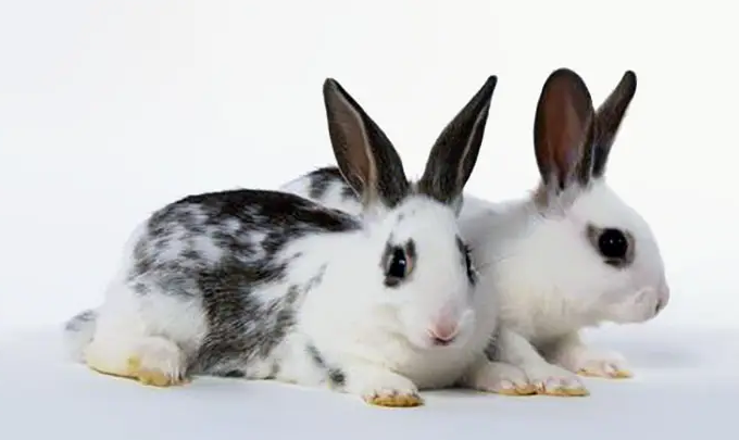 可爱的英国斑点兔喜欢吃什么？主人们快了解一下！