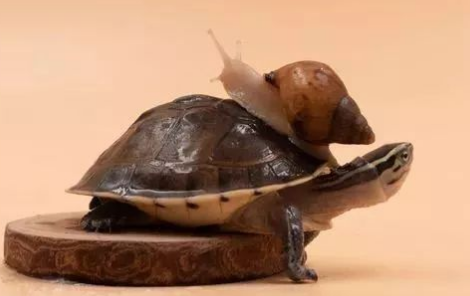 安布闭壳龟能活多少年？龟友们真的了解吗