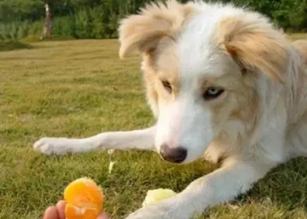 狗能吃橘子吗？可以吃，但要注意这些