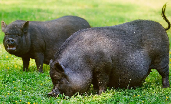 越南大肚猪寿命有多长，来了解一下吧