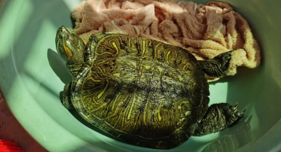 巴西龟冬眠放哪里比较合适？