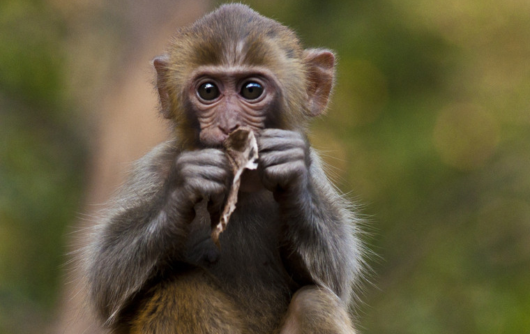 关于西比路岛猕猴的百科小知识，赶紧来看一看吧！