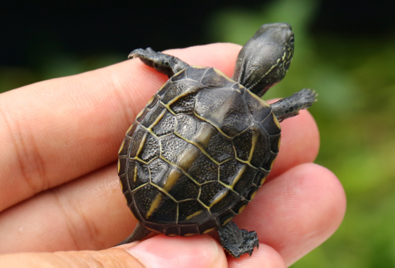 成年墨龟能长多大？新手龟友不妨看看！