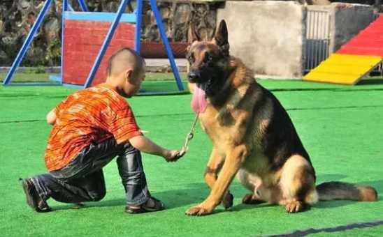 用零食科学训犬，3个零食训犬要点必须记住