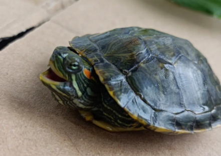 你们说？巴西龟离开水多久会死？