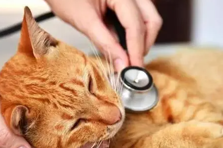 猫干扰素多少钱，猫鼻支干扰素有耐药性吗？