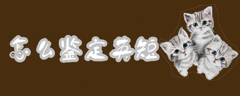 怎么鉴定英短