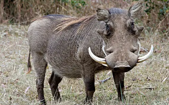 长相酷似犀牛的疣猪，最大能养多少斤？