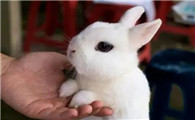 如何区分侏儒海棠兔和大型海棠兔？看这里