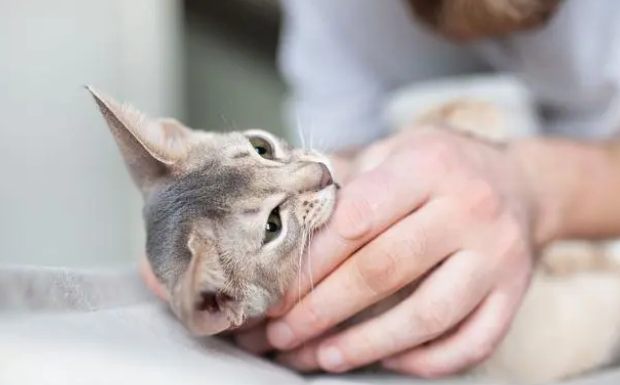 零食可以丰富猫的生活，但也容易让猫上瘾！