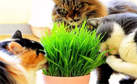 猫草是什么？对猫咪的作用可能超出你的想象