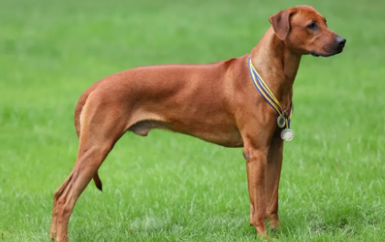 运动神经突出的罗德西亚脊背犬，适合家养当宠物吗？