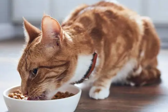 猫营养膏可以天天吃吗