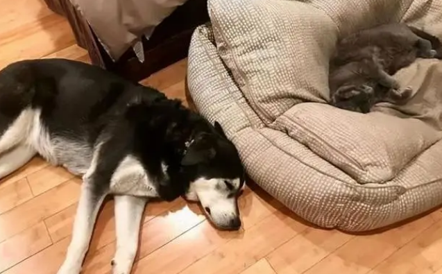 狗狗的迷惑行为：宁睡地板不睡狗窝，原因你要知道