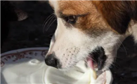 狗狗喝羊奶的好处？为什么要长期给狗狗喝羊奶粉？