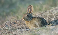 沙漠棉兔是巨兔品种吗？看这里就知道了