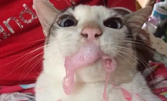 小猫不吃不喝吐白沫子，此文有治疗方法