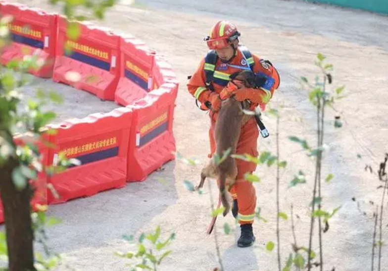 抱着狗狗跑完全程，没赢比赛却成了焦点