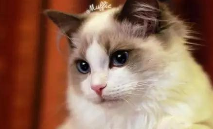 今日话题：12个星座最适合养的猫是什么？