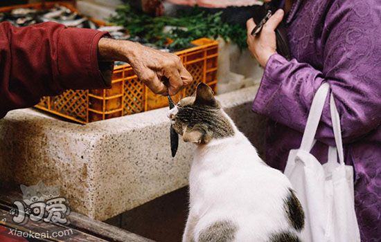 猫把人类当什么