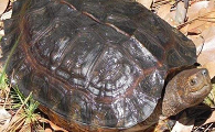 热带龟习性丨看亚洲“四大金刚”之亚洲巨龟如何冬眠！