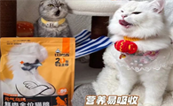 百元内猫粮怎么选？“多猫之家”都看比瑞吉元气乌鸡鲜肉猫粮