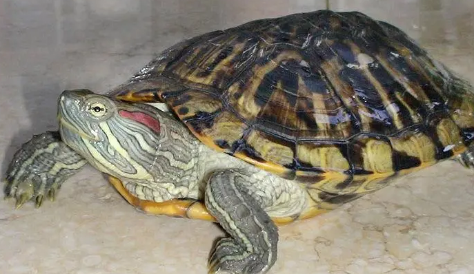 巴西龟不冬眠有坏处吗？来了解看看吧