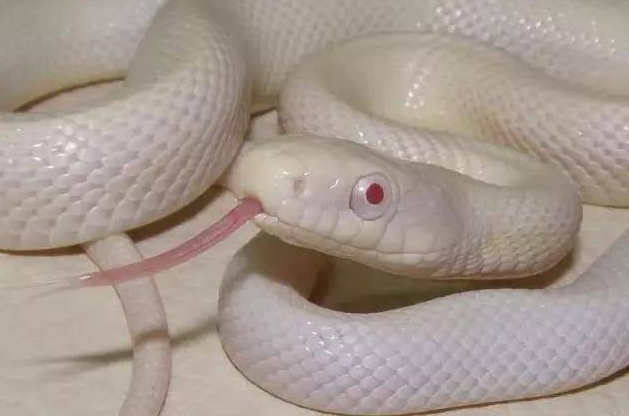 德州鼠蛇有毒吗？白色品种的它越来越受欢迎！