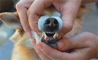 狗狗掉牙齿是怎么回事？本文有答案！