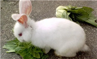 养兔经验：兔子去耳螨，兔子耳螨专用药