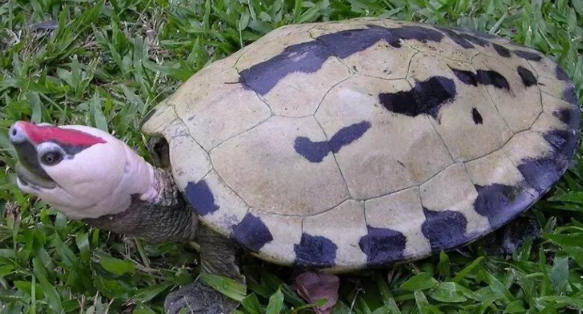 西瓜龟的寿命多长？想养的来了解下吧