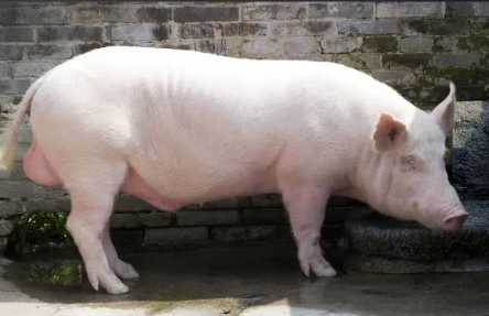赣州白猪的培育可分为四个阶段，你都知道吗？