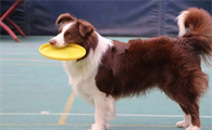 想训练狗狗玩飞盘，但它却一点兴趣都没有？试试这几个小妙招吧~