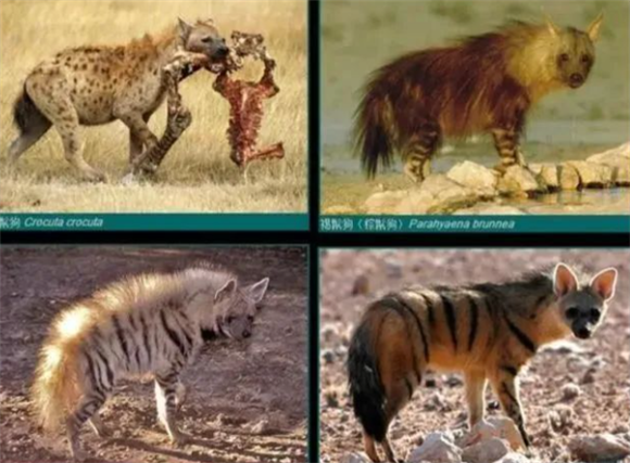 为什么斑鬣狗的前肢很长，后肢却很短，这具有什么进化优势吗？
