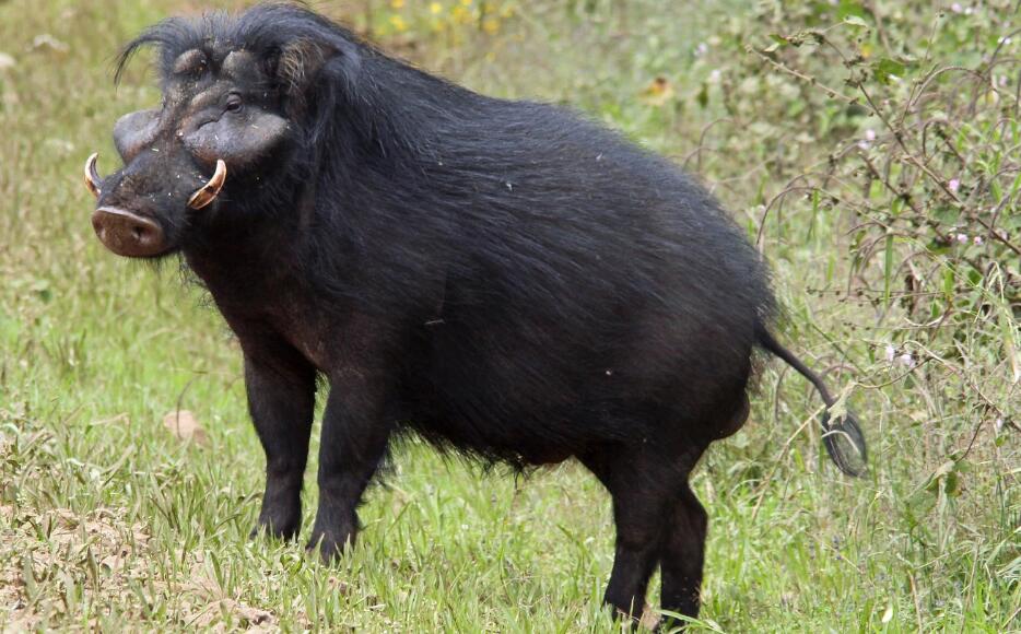 大林猪——一种生性胆怯的动物
