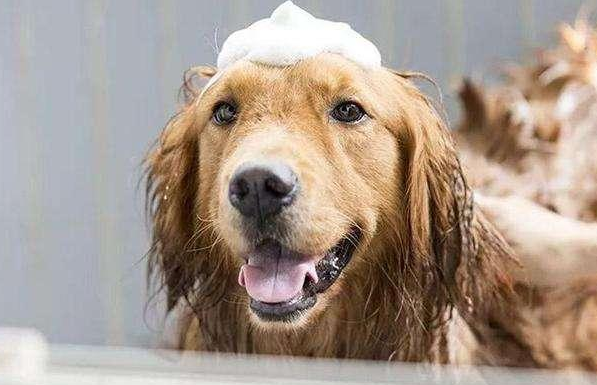 可以用凉水给狗洗澡吗？来这里看看吧