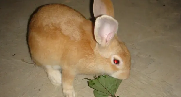 有关虎皮黄兔繁殖方面的知识，大家了解多少？
