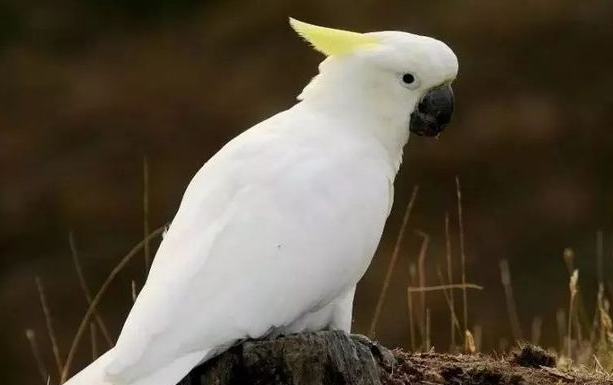 蓝眼凤头鹦鹉寿命多久？是你想不到的