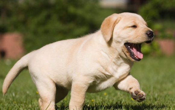 一个月的小狗能训练排尿吗？耐心很重要