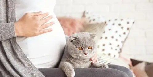 猫可以感知主人怀孕吗？注意观察