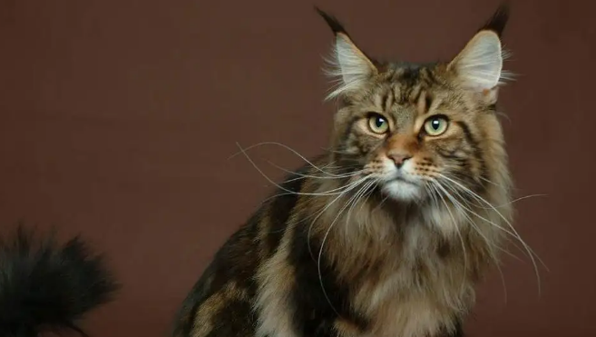 想养一只可爱的挪威森林猫？不要急，先看看它的缺点吧！