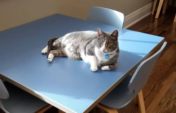  怎么让猫不上桌子？要讲究技巧