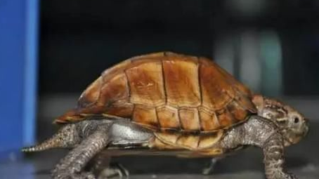八角龟能和其它龟一起养可以吗？有必要了解