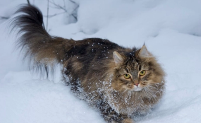 挪威森林猫也会得抑郁症？这可不是开玩笑的！